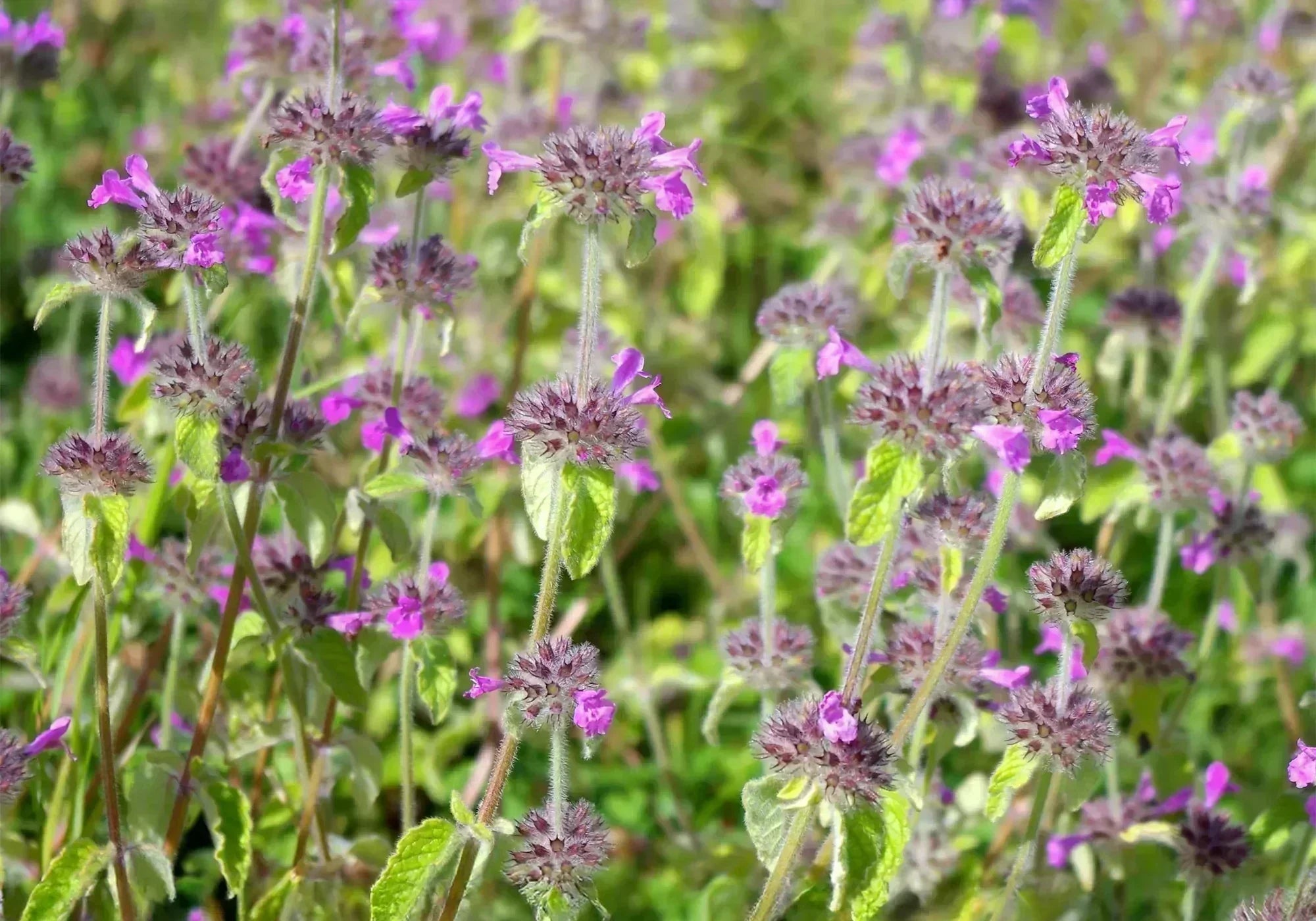 Котешка стъпка: какви са противопоказанията и кога да я избягваме